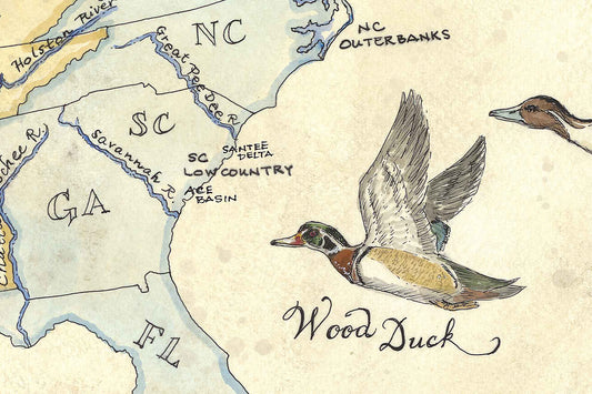 Ducks of the United States