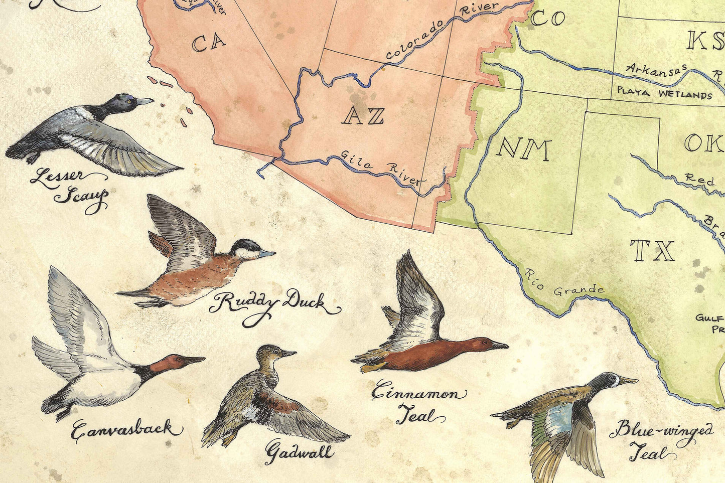 Ducks of the United States