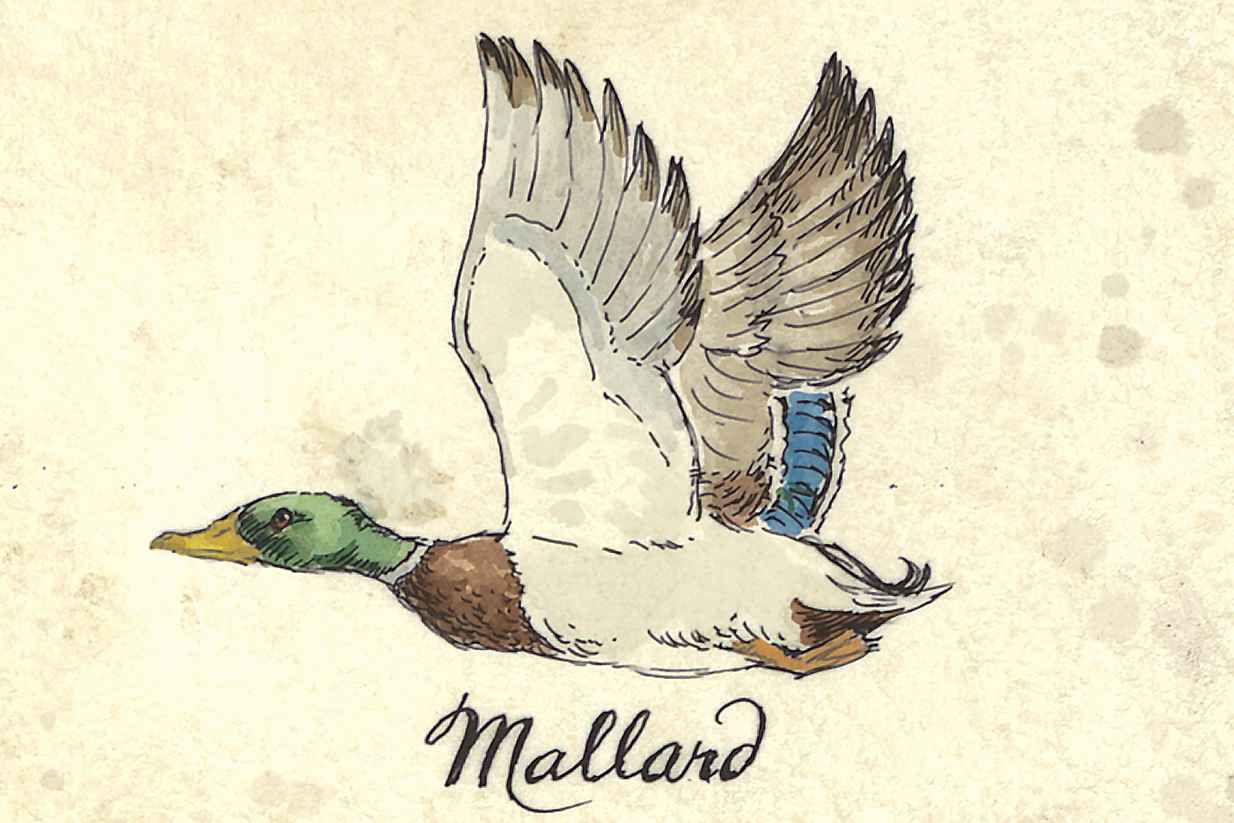 Ducks of the United States