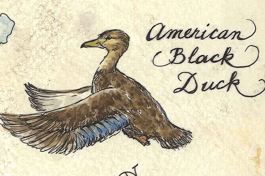 Ducks of the United States