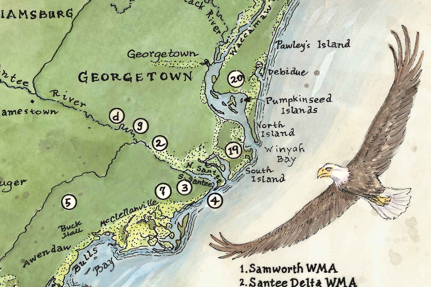 Lowcountry Ornithology