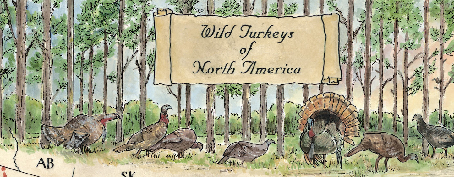 Wild Turkeys of North America