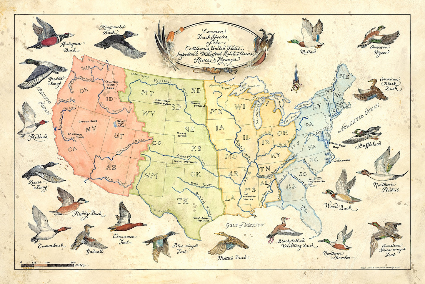 Ducks of the United States